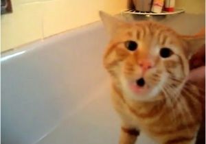 Baby Bathtub Meme Ficial Video Cat Bath Freak Out Tigger the Cat Says