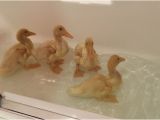 Baby Bathtub Near Me 13 Year Old Rescues Abandoned Ducks and Lets them Splash