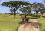 Baby Bathtub Trail Kruger Safari Dirt Road Trail Savannah Stock Image