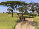 Baby Bathtub Trail Kruger Safari Dirt Road Trail Savannah Stock Image