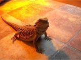 Baby Bearded Dragon Flooring My Bearded Dragons New Flooring Youtube