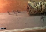 Baby Bearded Dragon Flooring the Best Bearded Dragon Substrate and Lights Youtube