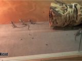 Baby Bearded Dragon Flooring the Best Bearded Dragon Substrate and Lights Youtube