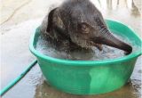 Baby Elephant Bathtub 9 Best Backyard Birds Biscay Pond Maine Images On