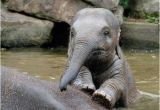 Baby Elephant Bathtub Baby Elephant S Bath Time Nature S Beauties