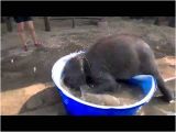 Baby Elephant Bathtub Baby Elephant Taking A Bath at Elephantstay Thailand