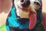 Baby In Bathtub Laughing at Dog 166 Hilarious Dog Snapchats that are Impawsible Not to