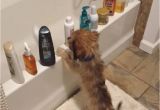 Baby In Bathtub Laughing at Dog A Tiny Puppy Entertains Himself by Knocking Bottles F