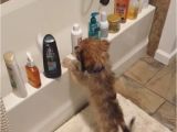 Baby In Bathtub Laughing at Dog A Tiny Puppy Entertains Himself by Knocking Bottles F
