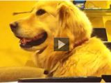 Baby In Bathtub Laughing at Dog Funny Video Of Baby In Bath Laughing & Playing with Dog