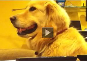 Baby In Bathtub Laughing at Dog Funny Video Of Baby In Bath Laughing & Playing with Dog
