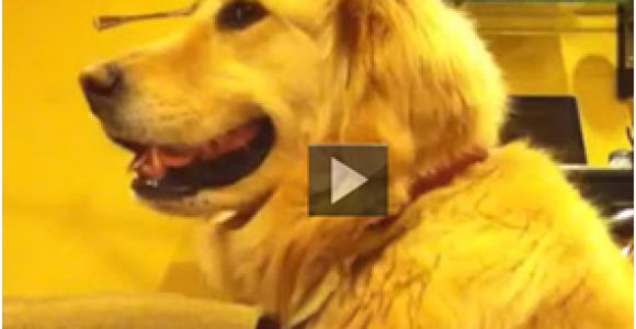 Baby In Bathtub Laughing at Dog Funny Video Of Baby In Bath Laughing & Playing with Dog