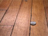 Back Nailing Hardwood Floors why Your Engineered Wood Flooring Has Gaps