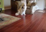 Bamboo Flooring and Dogs Acorn Strand Woven Bamboo Flooring by Us Floor Remade This Triangle