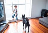 Bamboo Flooring and Large Dogs the Most Durable Flooring You Can Install