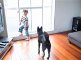Bamboo Flooring and Large Dogs the Most Durable Flooring You Can Install