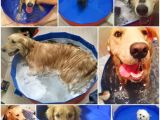 Bathtub for Dogs Foldable Dog Swimming Pool Large Capacity Pet Cat Dog Bathtub Pvc