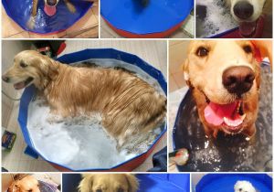Bathtub for Dogs Foldable Dog Swimming Pool Large Capacity Pet Cat Dog Bathtub Pvc