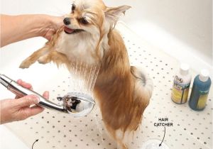 Bathtub Hose for Washing Dog 17 Best Tips for Pet Care and Pet Safety Bath Time Pinterest