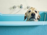 Bathtub Hose for Washing Dog How to Give Your Dog or Cat A Flea Bath