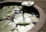 Bathtub Liners Cheap How to Make A Tabletop Water Garden Home Guides