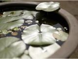 Bathtub Liners Cheap How to Make A Tabletop Water Garden Home Guides