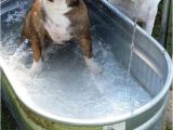 Bathtubs for Large Dogs Best 300 Doggie Bath Time Images On Pinterest