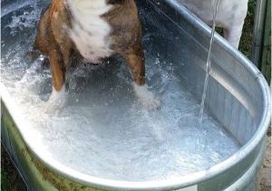 Bathtubs for Large Dogs Best 300 Doggie Bath Time Images On Pinterest