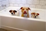 Bathtubs for Small Dogs Bathtub Refinishing Reglazing Maryland Washington Dc N