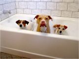 Bathtubs for Small Dogs Bathtub Refinishing Reglazing Maryland Washington Dc N