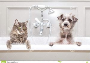 Bathtubs for Small Dogs Dog and Cat In Bathtub to Her Stock Image Image Of
