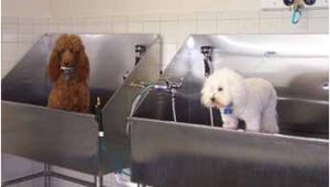 Bathtubs for Small Dogs Fluffy Pups Grooming 845 692 7877