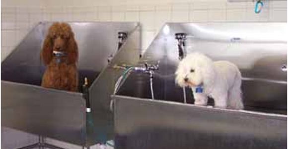 Bathtubs for Small Dogs Fluffy Pups Grooming 845 692 7877