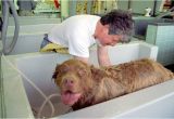 Bathtubs for Small Dogs Jentle Pet Bathtub for Dogs Super Luxurious Bath Tubs