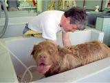 Bathtubs for Small Dogs Jentle Pet Bathtub for Dogs Super Luxurious Bath Tubs
