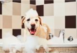 Bathtubs for Small Dogs Wondering How Ten to Bathe A Dog It Depends On these