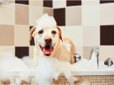Bathtubs for Small Dogs Wondering How Ten to Bathe A Dog It Depends On these