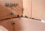 Bathtubs Nearby How to Prevent Bathroom Mold From Taking Over Allergy & Air