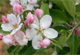 Bathtubs Nova Scotia Nova Scotia Apple Blossom Bubble Bath Salt 350 Grams 12