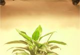 Battery Powered Grow Light Ultra Thin Cob Led Plant Grow Light Full Spectrum Blacksun S6 Led