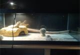 Bearded Dragon Viv Flooring Does My Bearded Dragon S Cage Setup Look Up to Par Beardeddragons