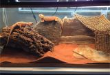 Bearded Dragon Viv Flooring How to Decorate Your Bearded Dragon S Terrarium and Choose Roommates