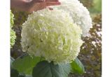 Bears Furniture Madison Indiana Hydrangea Garden Plants Flowers Garden Center the Home Depot