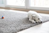 Best area Rugs for Dogs How to Clean Carpet Best Way to Get Stains Out Of Carpet