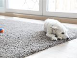 Best area Rugs for Dogs How to Clean Carpet Best Way to Get Stains Out Of Carpet