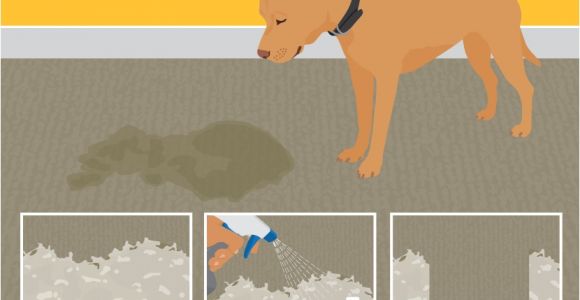 Best area Rugs for Dogs that Pee Best Stain Removal Tricks for Your Clothes Furniture and Floors