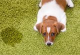 Best area Rugs for Dogs that Pee How to Remove Pee Urine Stains From Clothing and Furniture