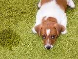 Best area Rugs for Dogs that Pee How to Remove Pee Urine Stains From Clothing and Furniture