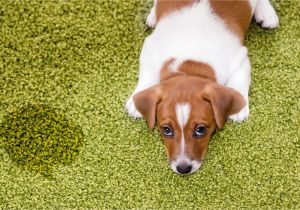 Best area Rugs for Dogs that Pee How to Remove Pee Urine Stains From Clothing and Furniture