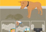 Best area Rugs for Pets Best Stain Removal Tricks for Your Clothes Furniture and Floors
